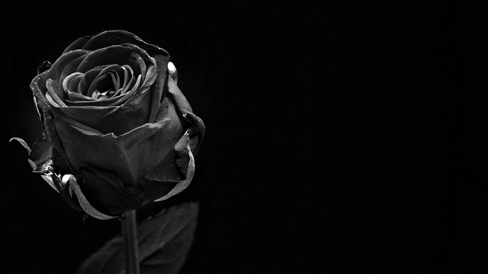 Black and white rose