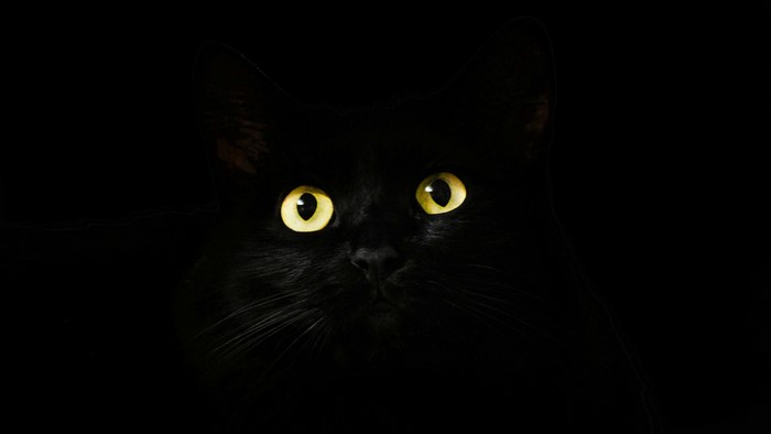 Black cat with glowing yellow eyes in darkness