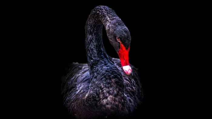 Black Swan with Red Beak