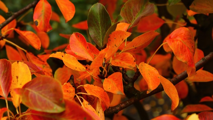 Autumn Leaves on Tree Branches