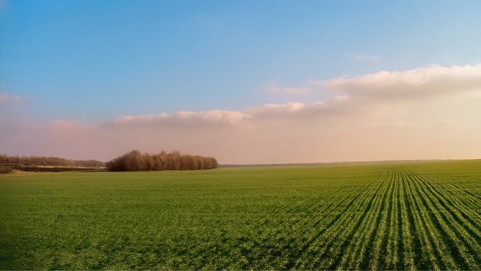 Winter field with trees and clouds