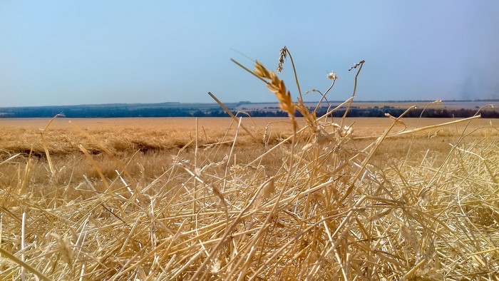 Field of wheat under a clear sky
