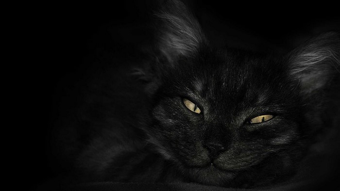 Black cat with yellow eyes in darkness