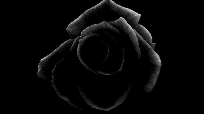 Black rose flower