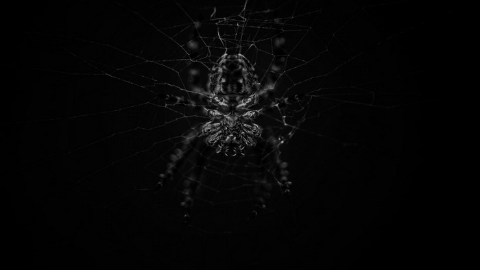 Spider on a web