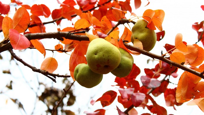 4K Pears on a Branch with Autumn Leaves