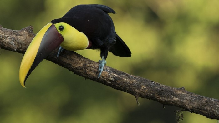 Toucan perched on a branch