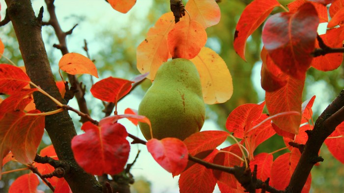 4K Pear on a Tree Branch with Autumn Leaves