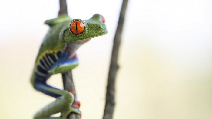 Red-eyed tree frog on a branch