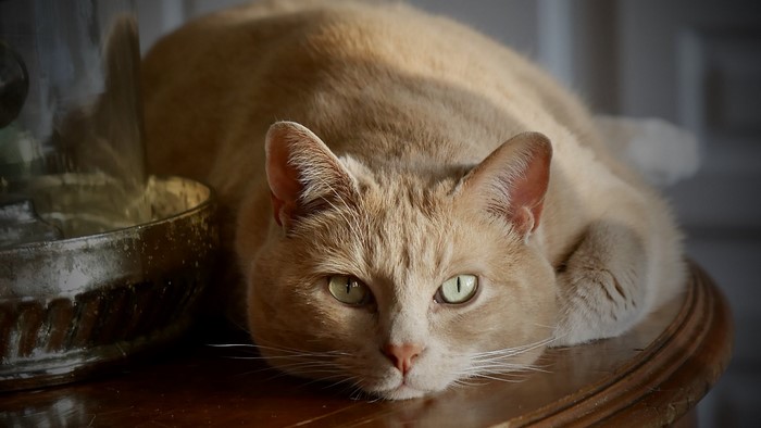 Ginger cat lying on a wooden table