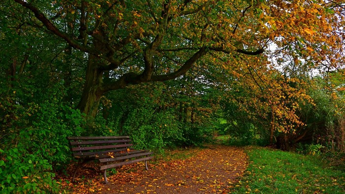 Park bench on a path in autumn