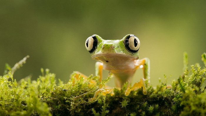 Close-up of a green frog with large eyes on moss