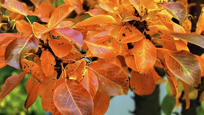 Orange leaves on a tree branch