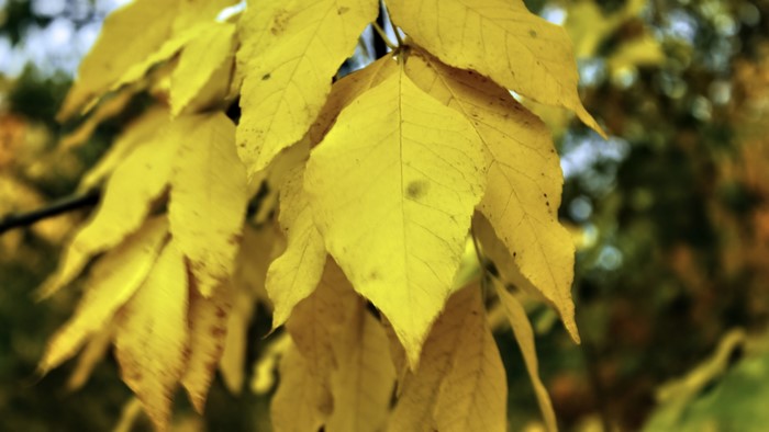 Yellow Autumn Leaves on a Branch