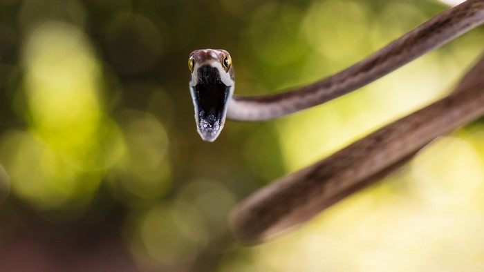 Snake with mouth open on a branch