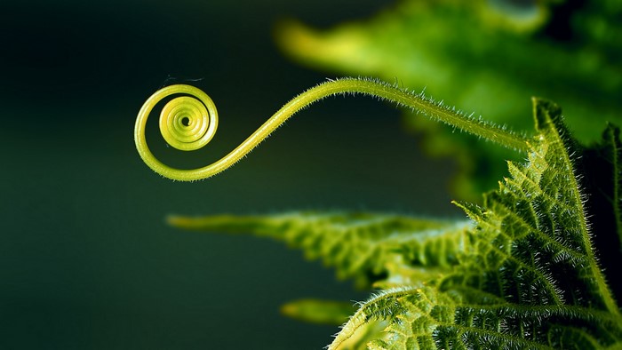 Close-up of a green plant tendril and leaf