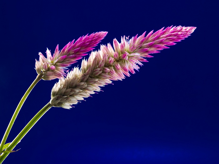 Pink and White Celosia Flowers on Blue Background 4K
