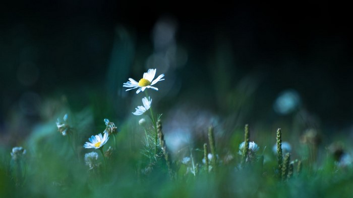 Chamomile flowers in a field