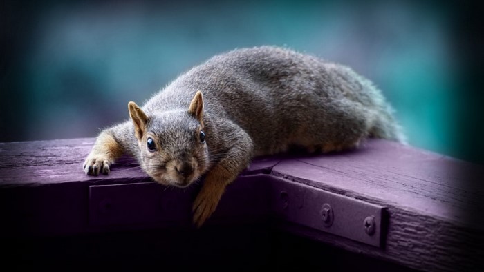Squirrel resting on a wooden surface