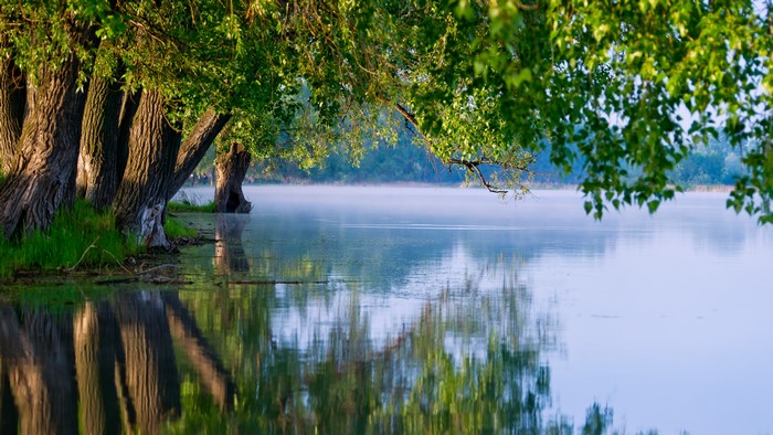 4K Scenery of Trees by a Misty Lake