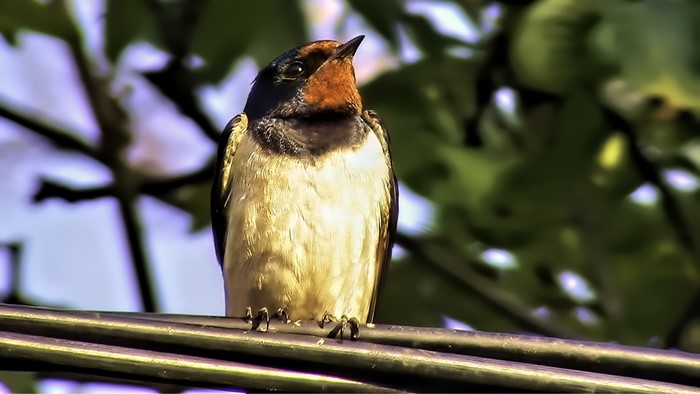 Barn Swallow perched on wires