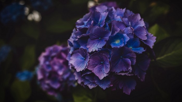 Close-up of purple and blue hydrangeas