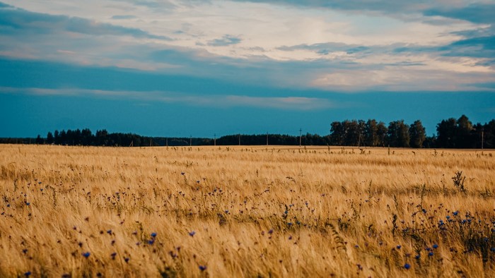 Field of wheat with blue flowers and trees