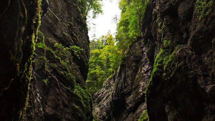 Gorge with mossy rocks and trees