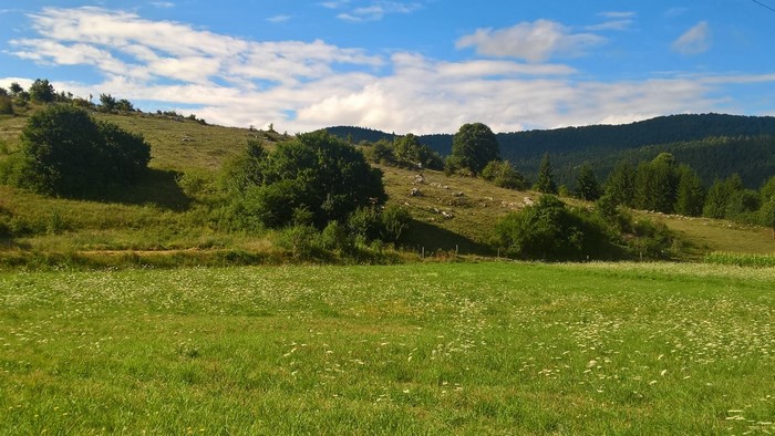Green rolling hills with trees and blue sky