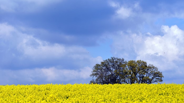 4K Summer Landscape with Yellow Field and Trees