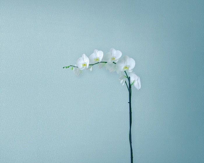 White orchids on a light blue textured background