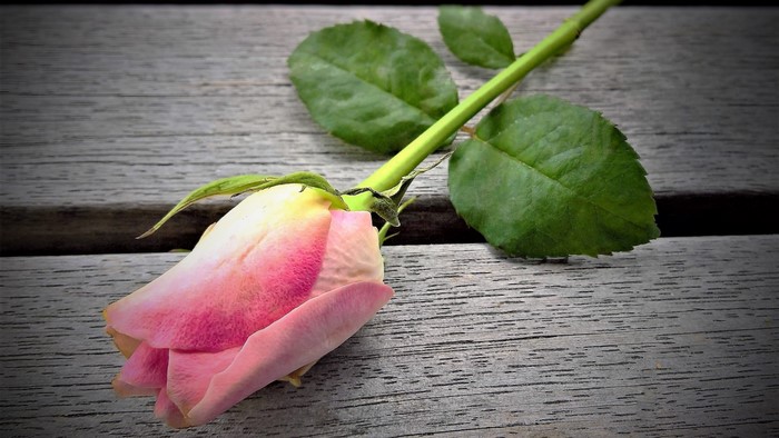 Pink and white rose on wooden planks
