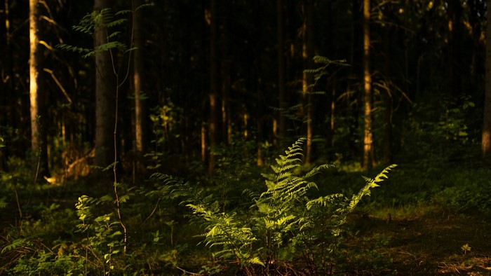 Sunlight filtering through a dense forest with ferns