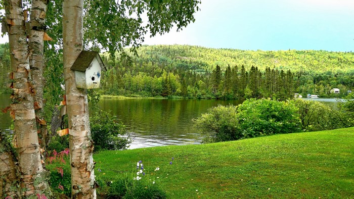 4K Nature Landscape with Birdhouse