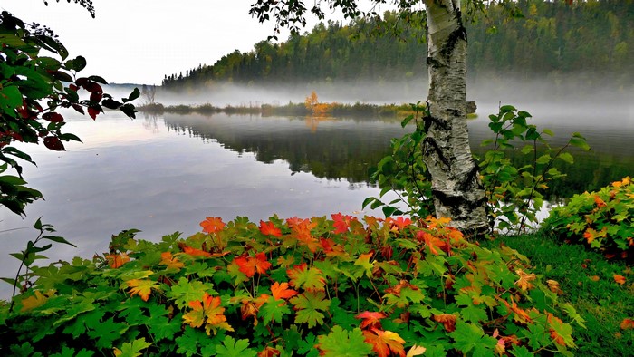 4K Morning Fog on a Lake with Birch Tree