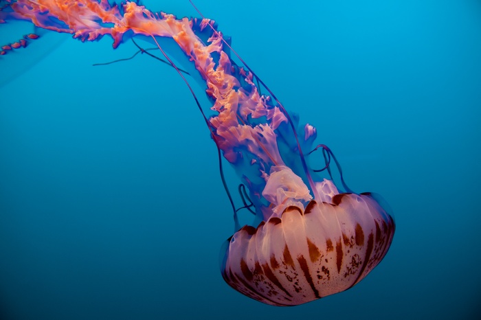 Pacific Sea Nettle Jellyfish at Monterey Bay Aquarium