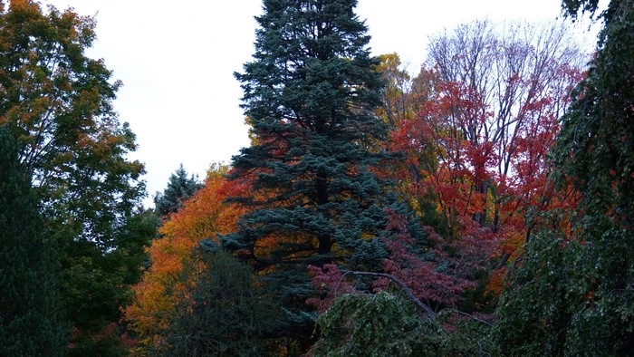 Autumn Trees in a Forest