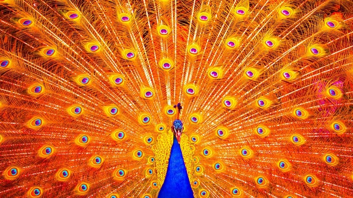 Vibrant Peacock Display with Bright Feathers