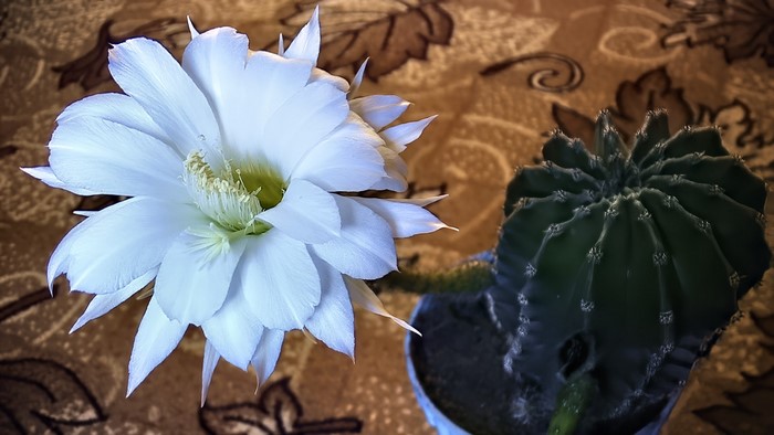 White Cactus Flower and Green Cactus