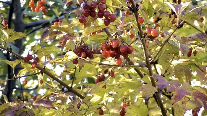 Clusters of red berries on a tree in autumn