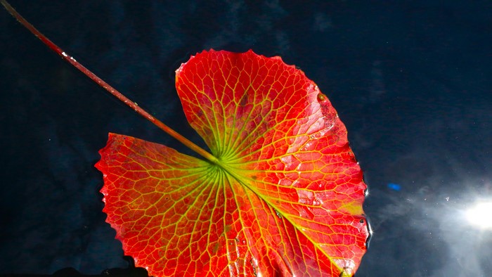 Red and green lily pad leaf floating on dark water