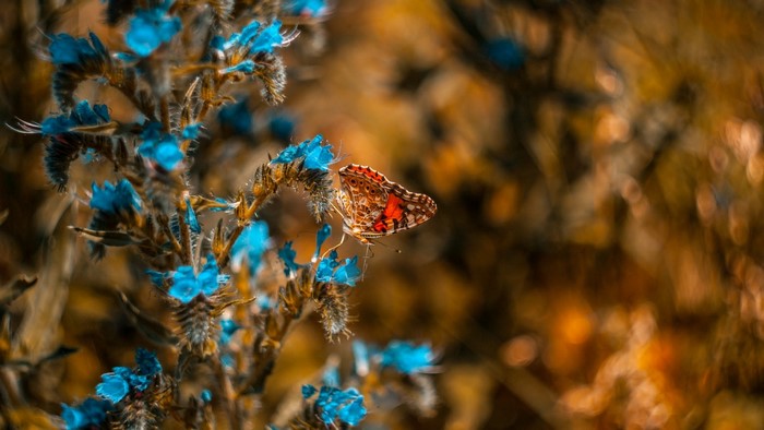 Butterfly on blue flowers