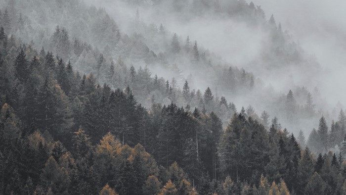 Misty Forest Landscape