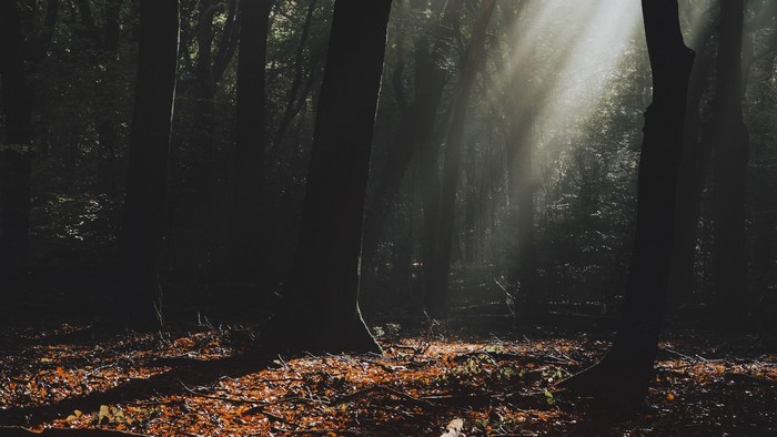 Sunbeams in a dark forest with fallen leaves