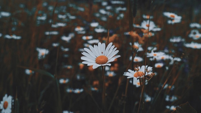 Field of Chamomile Flowers