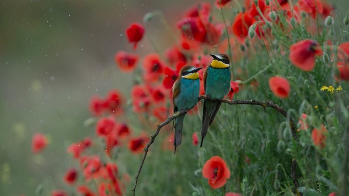 Two Bee-eater birds perched on a branch with poppies