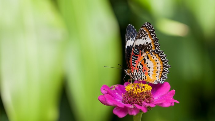 Butterfly on a pink flower