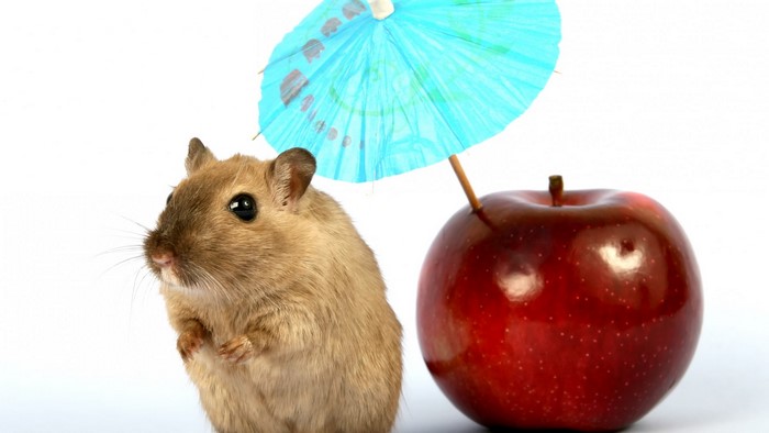 Gerbil under a blue umbrella with a red apple