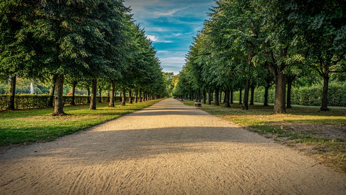 4K Park Pathway Lined with Trees