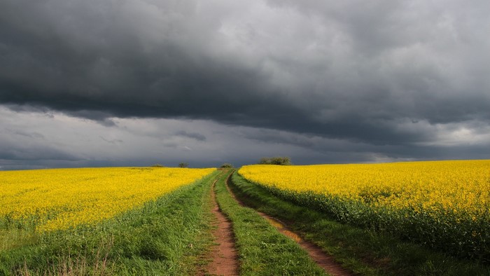 Dirt path through a yellow rapeseed field under stormy clouds